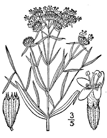 image of Pycnanthemum tenuifolium, Narrowleaf Mountain-mint, Slender Mountain-mint, Savanna Mountain-mint