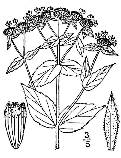 image of Pycnanthemum muticum var. 1, Short-toothed Mountain-mint, Downy Mountain-mint, Clustered Mountain-mint