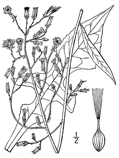 image of Lactuca canadensis, American Wild Lettuce, Canada Lettuce