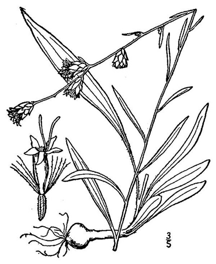 image of Liatris virgata, Wand Blazing-star