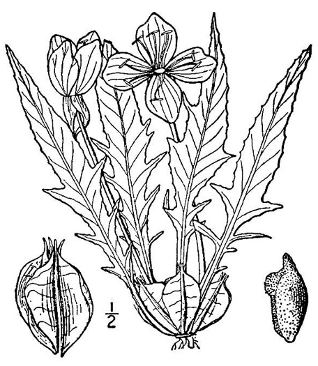 drawing of Oenothera triloba, Stemless Evening Primrose