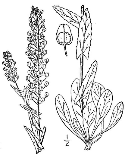 image of Lepidium campestre, Cow Cress, Field Pepperwort, Field Cress, Field Pepperweed