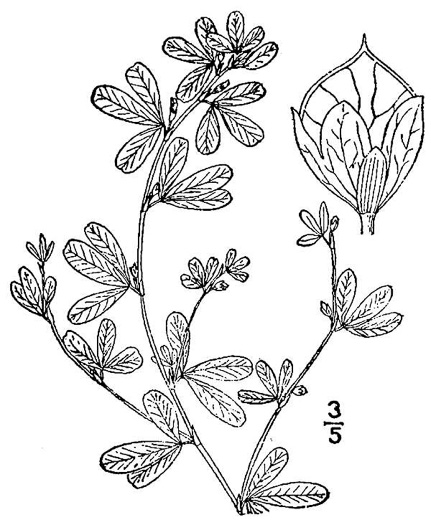 image of Kummerowia striata, Japanese-clover, Common Lespedeza, Annual Lespedeza