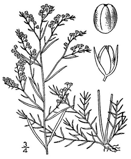 image of Lechea tenuifolia, Narrowleaf Pinweed