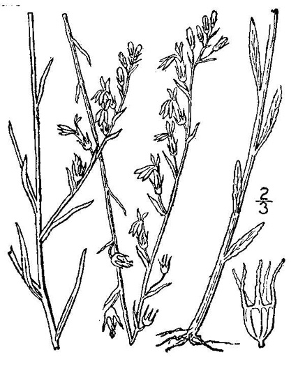 drawing of Lobelia canbyi, Canby’s Lobelia