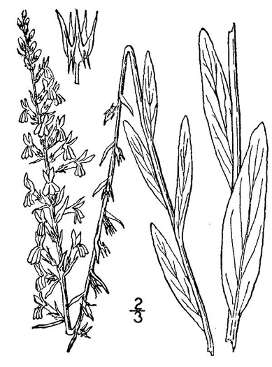 image of Lobelia spicata, Pale Spiked Lobelia, Palespike Lobelia