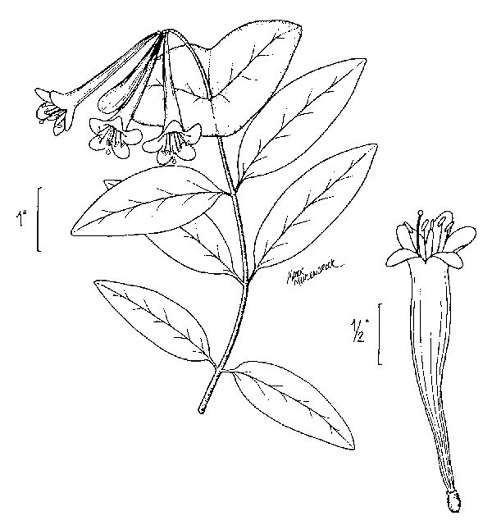 image of Lonicera sempervirens, Coral Honeysuckle, Trumpet Honeysuckle, Scarlet Honeysuckle, Woodbine