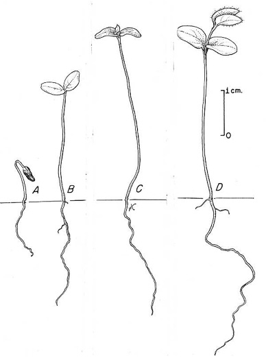 image of Lonicera tatarica, Tatarian Honeysuckle