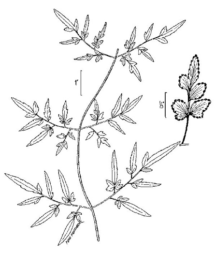 image of Lygodium japonicum, Japanese Climbing Fern