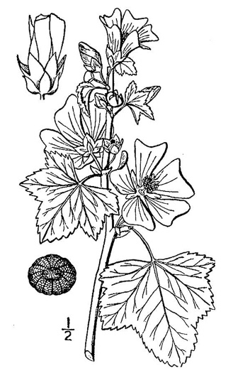 drawing of Malva sylvestris, High Mallow, Common Mallow, Cheeses