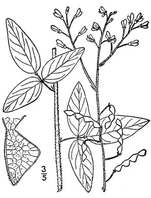 drawing of Desmodium perplexum, Perplexing Tick-trefoil, Dillen's Tick-trefoil