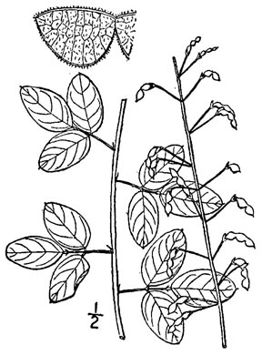 image of Desmodium marilandicum, Smooth Small-leaf Tick-trefoil, Maryland Tick-trefoil