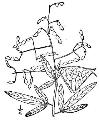 image of Desmodium paniculatum var. paniculatum, Panicled Tick-trefoil