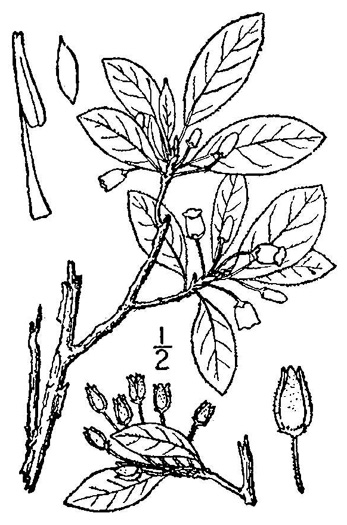 image of Rhododendron pilosum, Minniebush