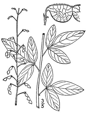 image of Desmodium obtusum, Stiff Tick-trefoil