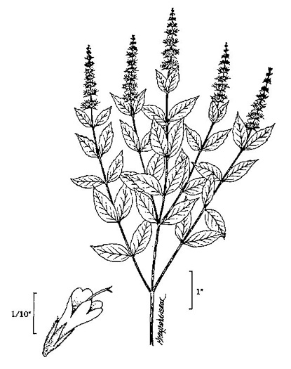 image of Mentha spicata var. spicata, Spearmint