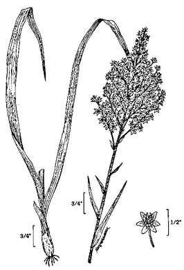 image of Melanthium virginicum, Virginia Bunchflower, Bog Bunchflower