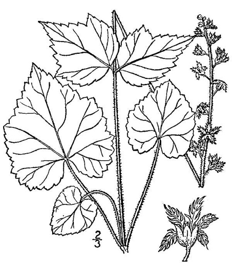 Mitella diphylla, Two-leaved Miterwort, Bishop's Cap