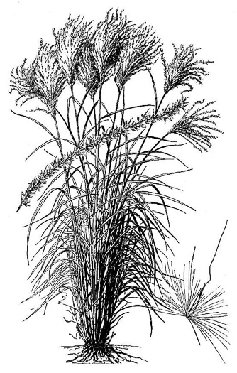 image of Miscanthus sinensis, Chinese Silvergrass, Eulalia