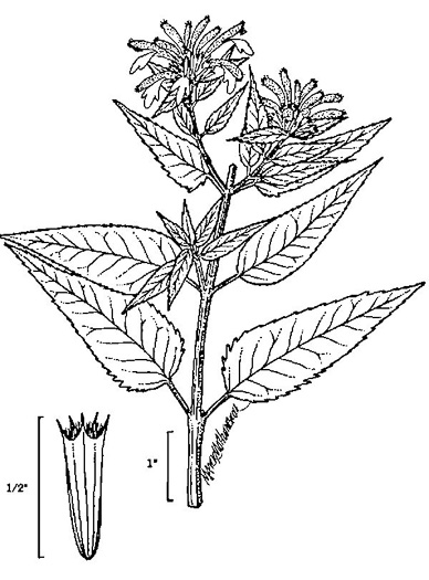 image of Monarda fistulosa +, Wild Bergamot