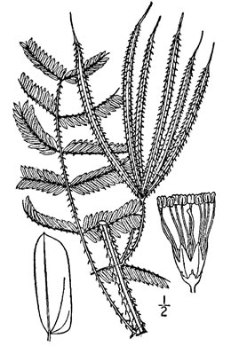 image of Mimosa microphylla, Littleleaf Sensitive-briar, Eastern Sensitive-briar