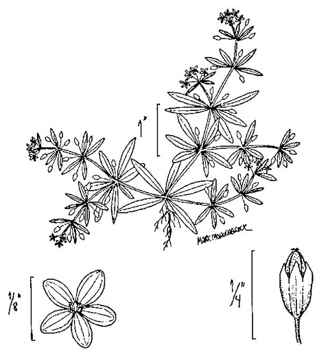 image of Mollugo verticillata, Carpetweed, Indian-chickweed, Green Carpetweed