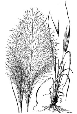 image of Muhlenbergia capillaris, Pink Muhlygrass, Upland Muhly, Hair-awn Muhly, Hairgrass