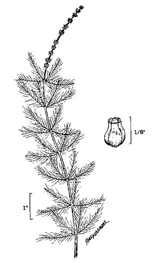 drawing of Myriophyllum aquaticum, Parrot-feather