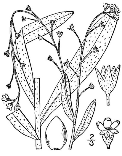 drawing of Myosotis laxa ssp. laxa, Smaller Forget-me-not, Marsh Forget-me-not, Tufted Forget-me-not