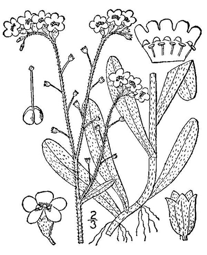 image of Myosotis scorpioides, Water Scorpion-grass, True Forget-me-not