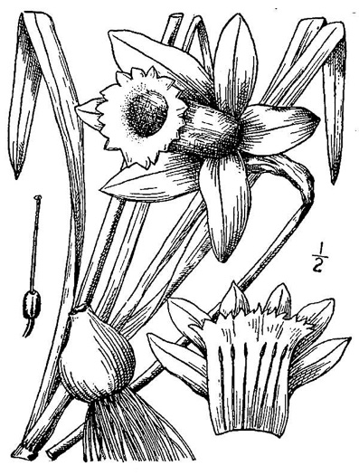 image of Narcissus pseudonarcissus, Common Daffodil, Trumpet Narcissus