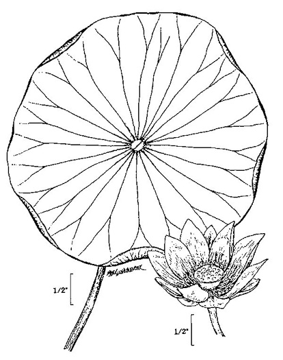 image of Nelumbo lutea, Yonkapin, American Lotus-lily, Yellow Nelumbo, Pond-nuts