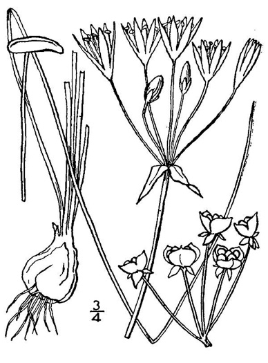 image of Nothoscordum bivalve, False Garlic, Grace Garlic