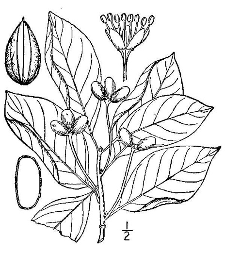 image of Nyssa sylvatica, Blackgum, Black Tupelo, Sour Gum