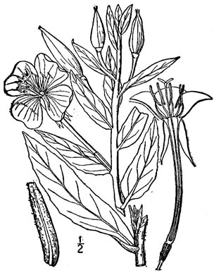 image of Oenothera biennis, Common Evening-primrose