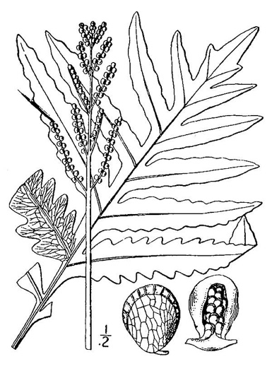 image of Onoclea sensibilis, Sensitive Fern, Bead Fern