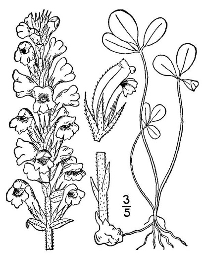 image of Orobanche minor, Lesser Broomrape, Small Broomrape, Hellroot