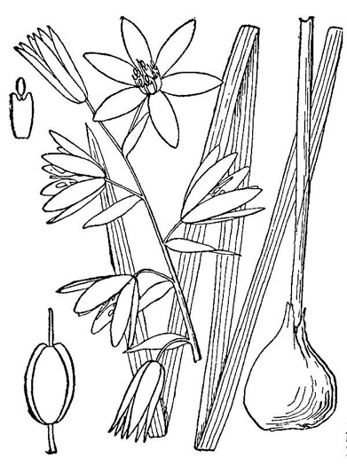 image of Ornithogalum nutans, Drooping Star-of-Bethlehem