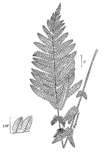 image of Claytosmunda claytoniana, Interrupted Fern