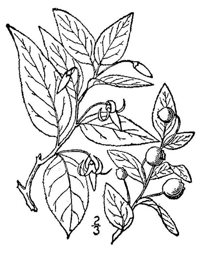 image of Vaccinium erythrocarpum, Bearberry, Highbush Cranberry, Mountain Cranberry