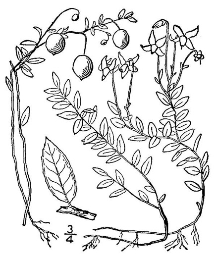 image of Vaccinium oxycoccos, Small Cranberry