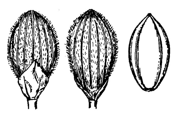 image of Dichanthelium arenicoloides, Sandy Woods Witchgrass