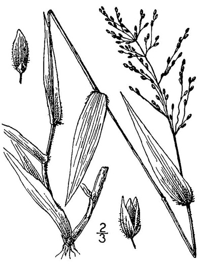 image of Dichanthelium commutatum +, Variable Witchgrass