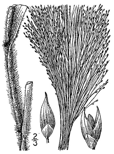 image of Panicum capillare, Old-witch Panicgrass, Tickle Grass, Tumbleweed