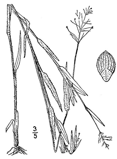 image of Dichanthelium columbianum, American Witchgrass