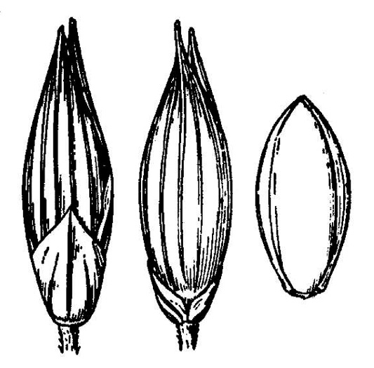 image of Panicum flexile, Wiry Panicgrass