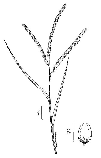 image of Paspalum floridanum, Florida Paspalum, Big Paspalum