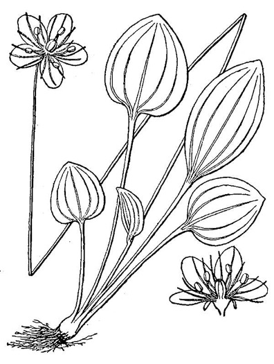 image of Parnassia grandifolia, Bigleaf Grass-of-Parnassus, Limeseep Parnassia