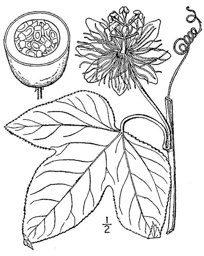 image of Passiflora incarnata, Purple Passionflower, Maypop