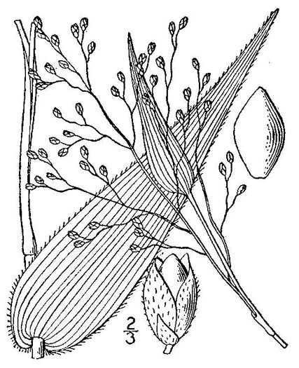 image of Dichanthelium latifolium, Broadleaf Rosette Grass, Broadleaf Witchgrass